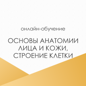 Анатомия кожи и строение клетки. Основы анатомии для косметологов без медицинского образования.